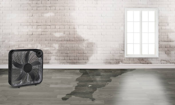 Best Water damage restoration near me  in Las Maravillas, NM